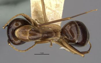 Media type: image;   Entomology 21488 Aspect: habitus dorsal view